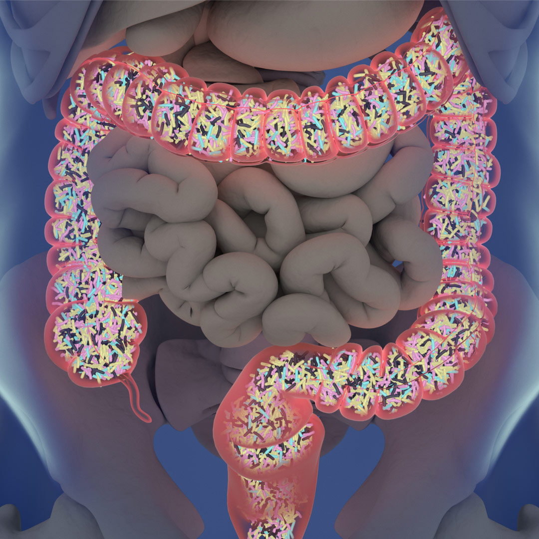 gut microbiome